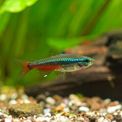 Close-up of a colorful freshwater aquarium fish in its habitat
