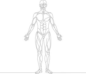 Detailed Line Art Human Anatomy Full Body Medical Illustration