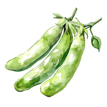 fava beans, minimal yet artistic elements for creative designs. hand-drawn paint, Simple Illustration, A beautiful painting of fava beans, isolated on a white background, watercolor style