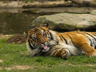 Tigre de Sumatra