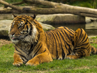 Tigre de Sumatra