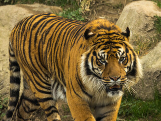 Tigre de Sumatra
