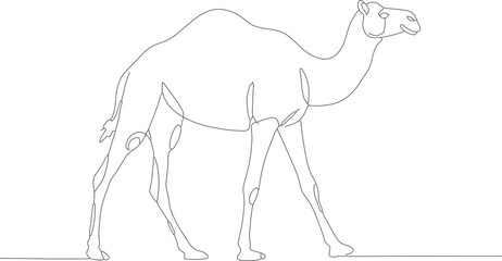 Simple Continuous Line Camel Walking Illustration Desert Animal Drawing