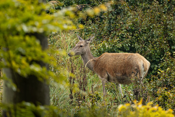 Hind in the forest