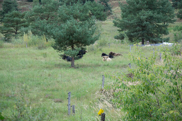 Region Teutoburger Wald