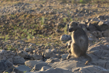 Chacma Baboon (Papio ursinus) sitting on a rock at sunset. Taken in Kruger National Park, South Africa.