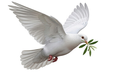 Isolated white dove with olive branch is symbolic of peace and new beginnings flying