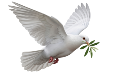 Isolated white dove with olive branch is symbolic of peace and new beginnings flying