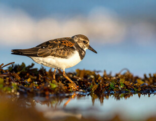 Close-up of a ruddy turnstone bird standing on seaweed near the water with its reflection visible.
