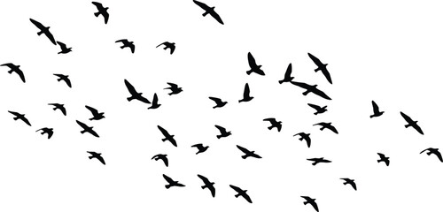 Birds, flying, silhouette, flock, nature, motion, sky, wings, freedom, wildlife, migration, abstract, black, diagonal, scattered, peaceful, dynamic, outdoors, avian, formation