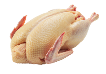 Isolated raw whole duck ready to cook, poultry product, festive cuisine preparation