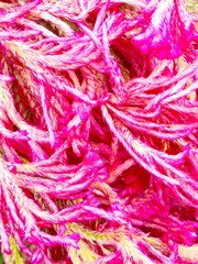 Vibrant close up abstract of a pink and yellow cockscomb flower showcasing its unique textured patterns and fuzzy feathery appearance perfect for a lively and colorful background.