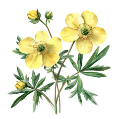 A Watercolor painting of marsh cinquefoil, delicately hand-painted with artistic brush strokes, minimal layout, white background, vector EPS. vector illustration, flower set