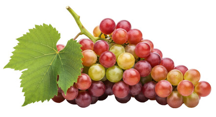 Isolated bunch of red grapes with a large leaf, fresh and healthy, studio shot, natural light