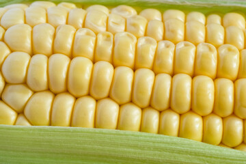 Close-up of fresh corn cob with yellow kernels and green husk. Detailed macro food background symbolizing harvest, nutrition, and natural organic produce. Full frame