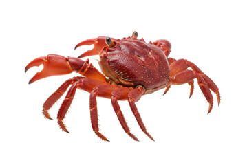Isolated Red Crab, Studio Shot, Macro View, Sea Creature, Claws, Animal Wildlife, Food and Drink