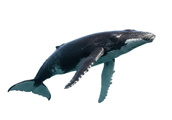 Isolated Humpback Whale Swimming in Sea, Ocean Creature, Marine Animal, Wildlife