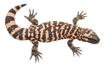 Isolated Gila monster in full view, reptile with spotted and patterned skin and tail arched up
