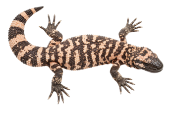 Isolated Gila monster in full view, reptile with spotted and patterned skin and tail arched up