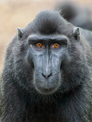 Porträt eines Schopfmakaken, Blick in die Kamera