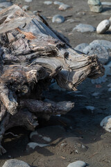 Weathered Driftwood on Sandy Shore