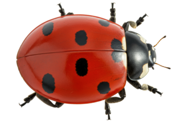 Isolated Coccinellidae close-up featuring red-and-black markings of an insect, detailed body