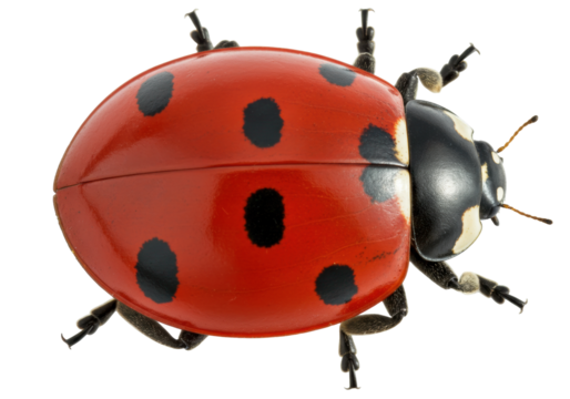 Isolated Coccinellidae close-up featuring red-and-black markings of an insect, detailed body