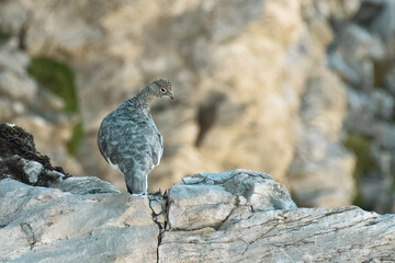 Rock Ptarmigan, (Lagopus muta) perfectly camouflaged in its native high altitude rocky habitat. Italian Alps.