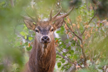 Detailed Close-up portrait of am european red deer stag (Cervus elaphus) looking straight at the camera from deep in the bushes with its intense glimpse. Buck in its natural habitat. Wild Italy.