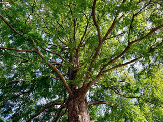 Beautiful tree with green leaves growing under blue sky, bottom view