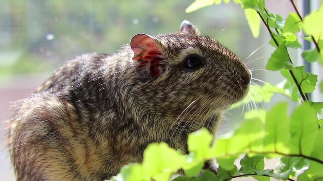 Cute degu rodent amidst vibrant green plant life in natural light