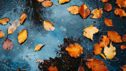 autumn leaves on wet asphalt.