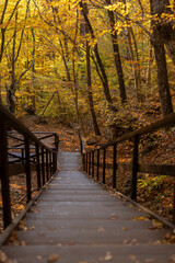 Obraz premium Autumn forest pathway descends through vibrant yellow leaves on a sunny day