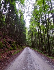 Obraz premium Winding forest road