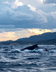 Whale fin emerging from ocean waves at sunset