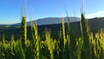 Wheat field at dawn with mountains