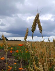 Wheat field under a cloudy sky