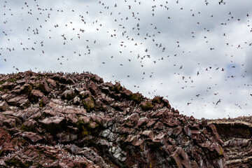 A large group of birds are perched on a rocky cliff, with many more flying in the sky above. The birds appear to be nesting on the cliff, and the sky is overcast.