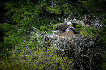 Eagle feed baby chicks
