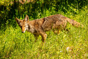 A coyote stands in a field of tall green grass, its fur a mix of brown, tan, and black, blending...