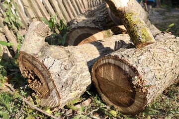 Fototapeta premium Pile of cut firewood in yard, closeup