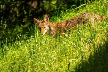 A coyote is hunting in a field of tall grass.
