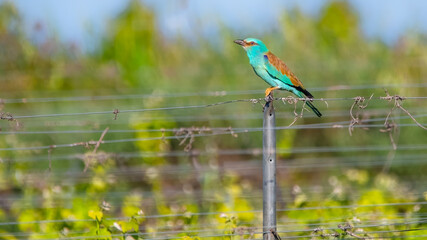 Profile Of A European Roller (Coracias Garrulus)