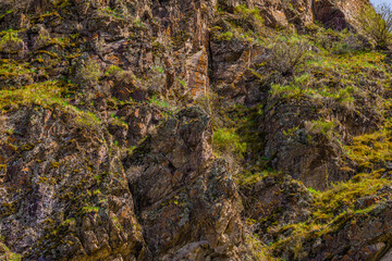 Rugged rock face with wild plants in mountainous region