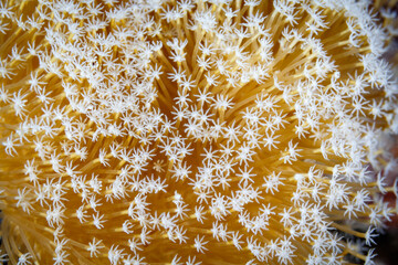 Closeup of white star shaped coral polyp tenticals of weeping willow leather coral extended for filter feeding © Pete Niesen Photo