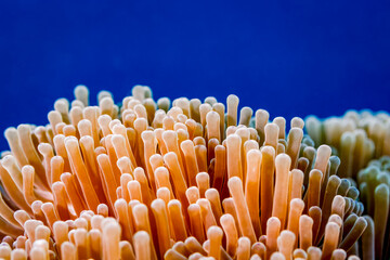 Closeup of sea anemone tenticles © Pete Niesen Photo