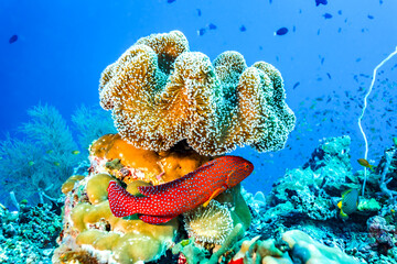 Colorful spotted coral cod ,  Cephalopholis miniata,   fish hiding under soft coral on reef © Pete Niesen Photo