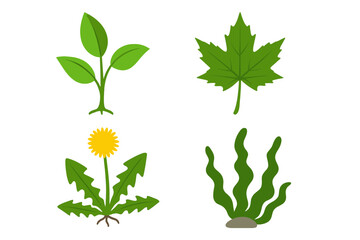 Vector plant and weed symbol collection. Set of flat icons including sprout, maple leaf, dandelion flower, and seaweed. Natural botany and flora graphic element illustrations.