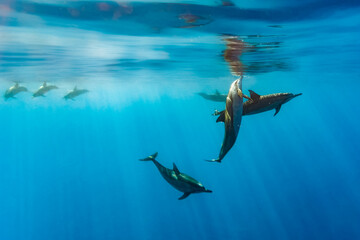 Obraz premium A pod of dolphins swims in the ocean, with one dolphin leaping out of the water.