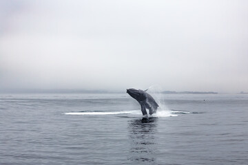 Fototapeta premium Humpback whale breaching in calm waters
